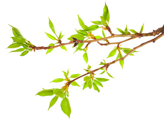 Young foliage on poplar twigs isolated on a white background.