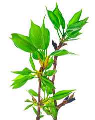 Young foliage on poplar twigs isolated on a white background.