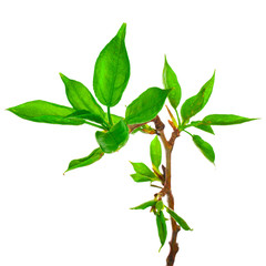 Young foliage on poplar twigs isolated on a white background.