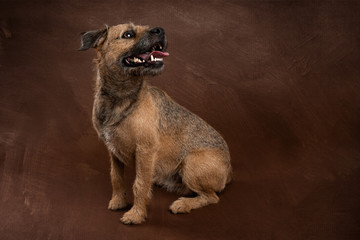 Border Terrier Sitting Looking Away Brown Backdrop