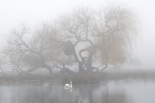 morning mist