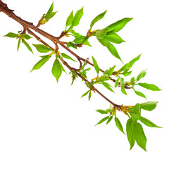 Young foliage on poplar twigs isolated on a white background.