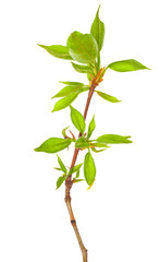 Obraz premium Young foliage on poplar twigs isolated on a white background.