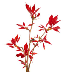 Red foliage on poplar twigs isolated on a white background.