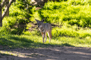 Large coyote on a morning prowl at Santa Susana Pass State Historic Park near Los Angeles and Simi Valley in Southern California.  