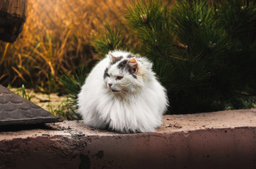A large fluffy cat, like a ball with no legs visible, sits on a bright saturated background