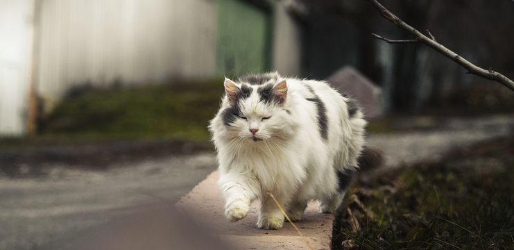 Photo of a stray fluffy cat that is walking, her fur fluttering in the wind