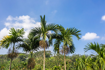 landscape of betel nut tree under sky