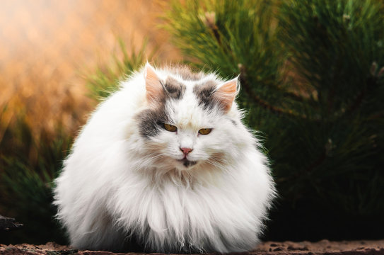 A large fluffy cat, like a ball with no legs visible, sits on a bright saturated background