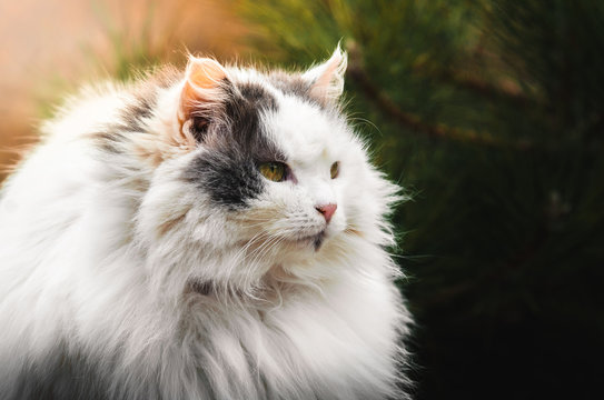 Portrait of a very fluffy cat on a saturated bright background