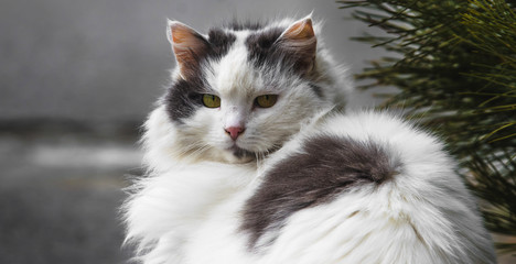 Fluffy cat in a half-turn portrait on a gray asphalt background