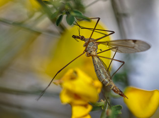 Profile detail of Tipula oleracea, Cabbage mosquito.