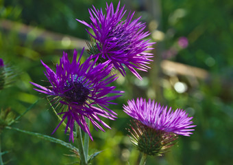 Expensive roses on green background in light-dark