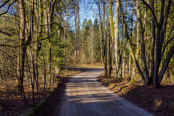 Fototapeta premium Puszcza Knyszyńska, łagodna zima 2019/2020, anomalie pogodowe, podlasie, Polska