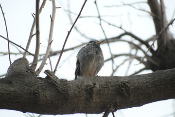 冬毛のムクドリ