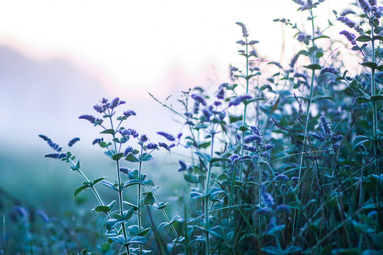 Evening mist on a field in countryside at summer. Mint plants.