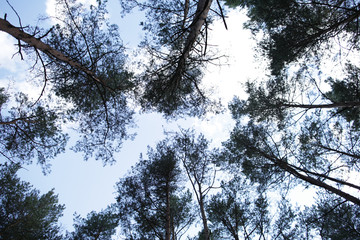 treetops and blue sky