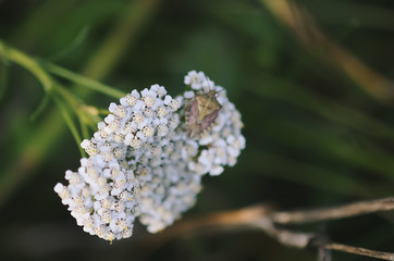 Insect field bug on a yarrow white flower