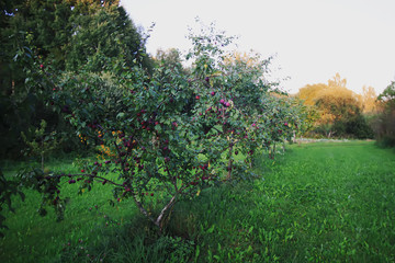 Ripe organic fresh plum fruits on tree branches in summer garden