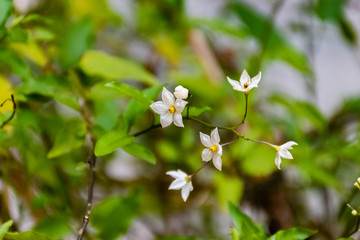 Solanum laxum (potato vine, potato climber or jasmine nightshade) flowers close-up shot