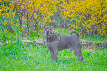 Obraz premium Shar pei in the park