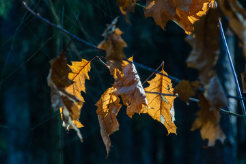 Puszcza Knyszyńska, łagodna zima 2019/2020, anomalie pogodowe, podlasie, Polska