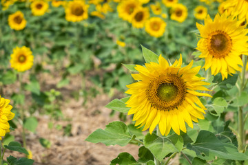 sunflowers farm with yellow flowers