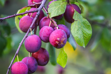 Ripe organic fresh plum fruits on tree branches in summer garden