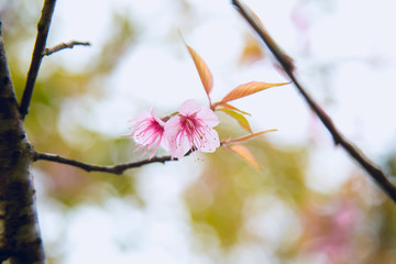 Beautiful cherry blossom or sakura in spring time over  sky