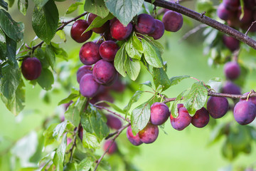 Ripe organic fresh plum fruits on tree branches in summer garden