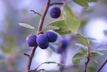 Ripe organic fresh plum fruits on tree branches in summer garden