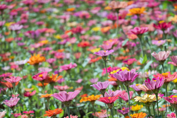 colorful cosmos flowers farm
