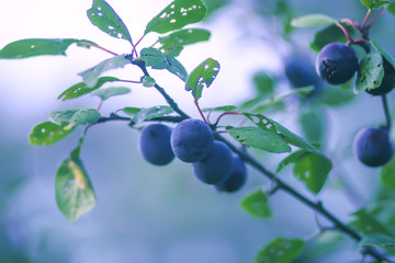 Ripe organic fresh plum fruits on tree branches in summer garden