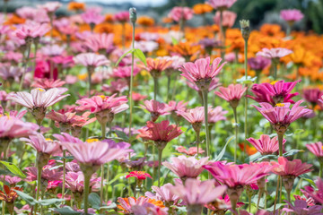 pink and purple cosmos flowers farm