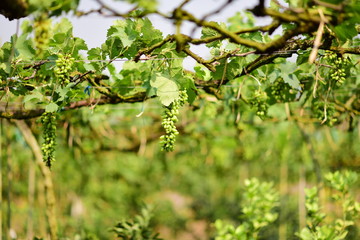 Green grapes in the vineyard are producing products/Green grape tree
