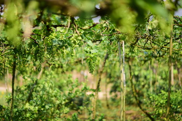 Green grapes in the vineyard are producing products/Green grape tree