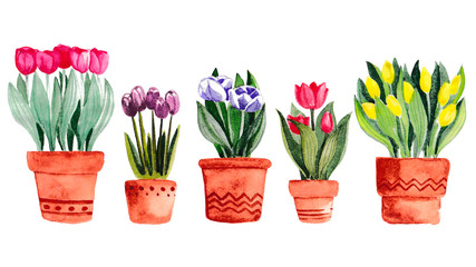 Watercolor illustration. Spring flowers in pots. Tulips. Yellow, purple, white, pink and red tulips.  Bright spring print. Isolated on a white. Elements for decoupage and scrapbooking.