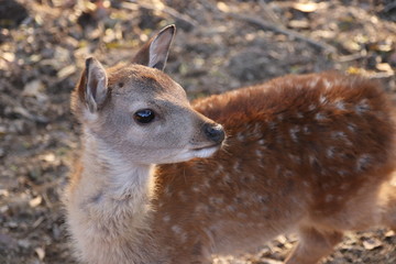 faon dans la forêt (Nara - Japon)