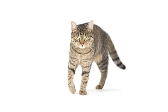Adult gret tabby cat walking isolated on white background	