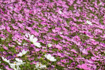 Fototapeta premium pink and purple cosmos flowers farm