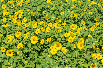 sunflowers farm with yellow flowers