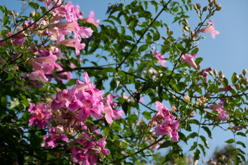 red bougainvillea flowers