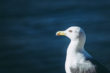 Portrait d'un goéland au bord de la mer