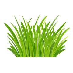 Fresh spring grass. meadow. Green Grass Isolated on white background, tuft of grass, fresh spring grass, panoramic view.