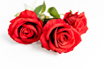 Close up of red roses on white background