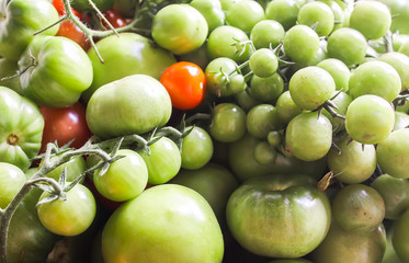 Ripe red and green unripe tomatoes