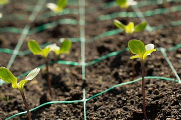 Agriculture Sunflower Helianthus Seed for Sprout Planting in the Garden.