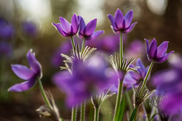 Pasque or anemone flowers in sunny spring forest