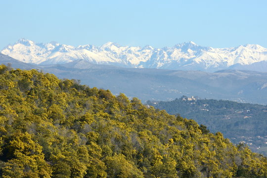 France, c&ocirc;te d'azur, Alpes maritimes, for^t de mimosas de Tanneron et massif montagneux enneig&eacute; du Mercantour.