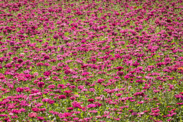 colorful cosmos flowers farm